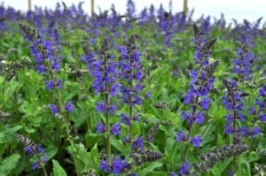 blue salvia patriotic colors